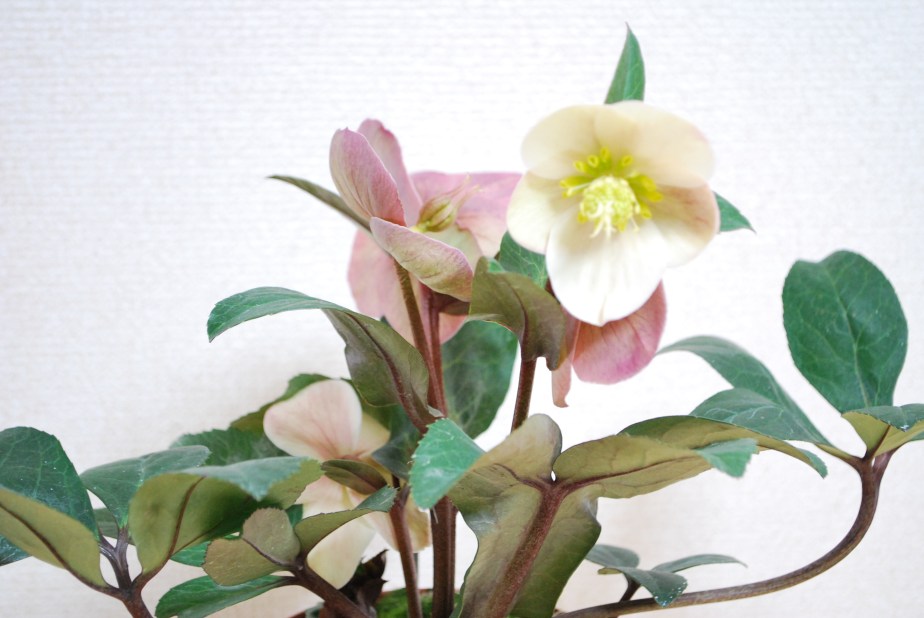 『B music studio』が始まります！